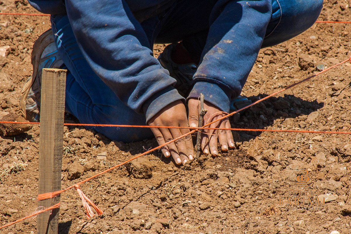 Plantando el sarmiento